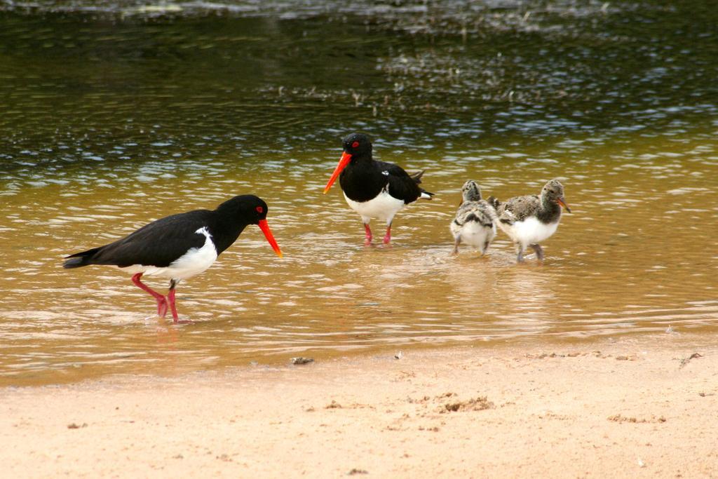 Durras Lake North Holiday Park Hotel Luaran gambar